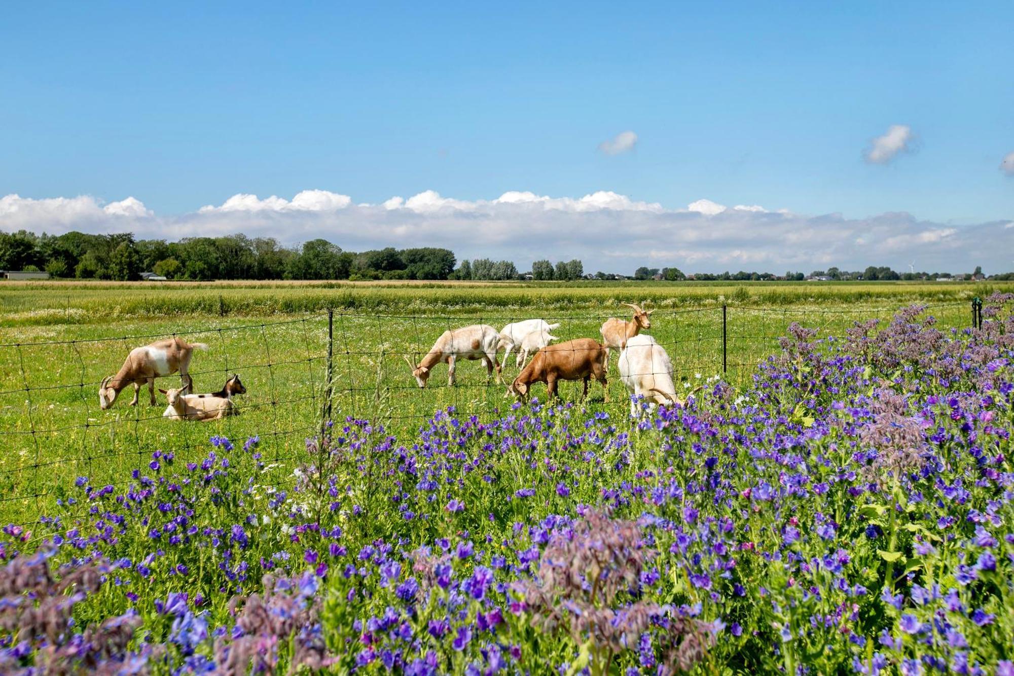 Ferienhof Jacobsen Nordstrand Esterno foto